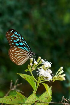 Blue glassy tiger butterfly on flower. (Ideopsis simillis persimillis. Moore)