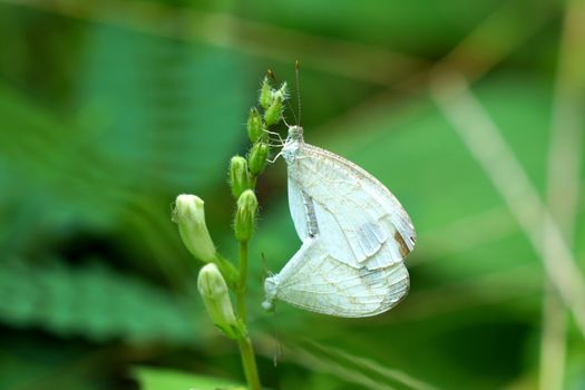 Butterfly mating