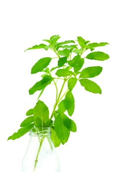 Green leaves of the herb name Ocimum sanctum.