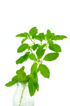 Green leaves of the herb name Ocimum sanctum.