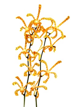 Orchid named Arachnis Maggie Oei "Yellow Ribbon" on a white background.