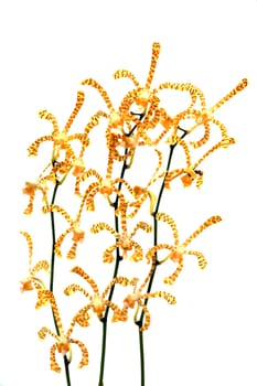 Orchid named Arachnis Maggie Oei "Yellow Ribbon" on a white background.