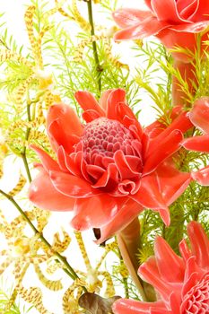 Tropical flower of red torch ginger. (Etlingera elatior (Jack) R.M. Sm.)