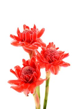 Tropical flower of red torch ginger. (Etlingera elatior (Jack) R.M. Sm.)