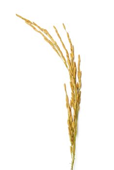 rice stalks on white backgroundd