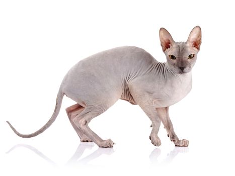 Bald cat. Cat of breed sphinx. Naked cat. A kitten without wool.