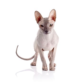 Bald cat. Cat of breed sphinx. Naked cat. A kitten without wool.