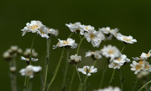 Close up on serbian yarrow, achillea serbica