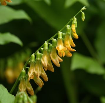 Close up on yellow pea, lathyrus laevigatus