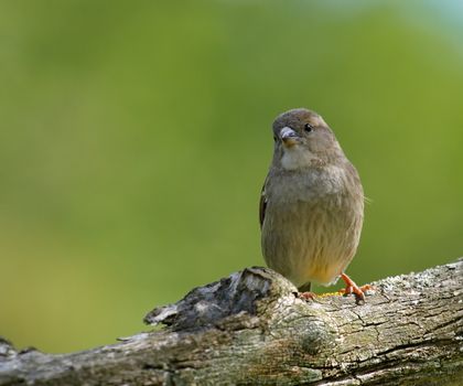 One female sparrow standing on a branch