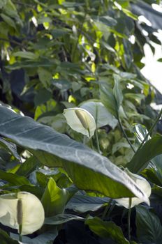 White anthurium flowers over tropical forest 