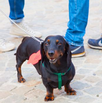 Happy dachsund standing on the ground and looking at the camera