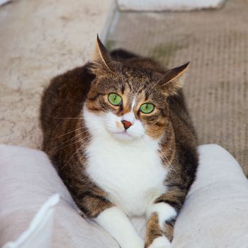 Staring cat sitting over a white pillow