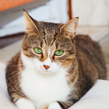 Green eyed cat sitting on a pillow