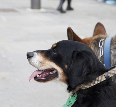 Black dog's head seen from left side