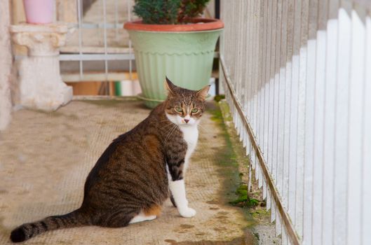 Sitting cat staring at the camera on a balcony