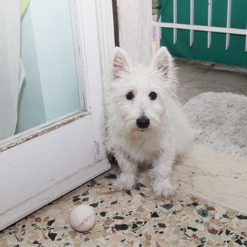 West Highlands Terrier sitting on the floor, with baseball