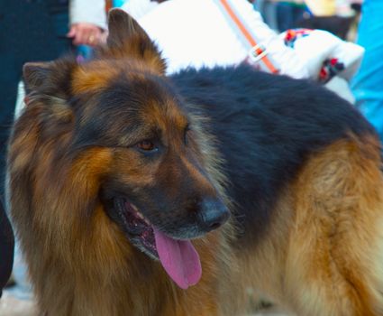 Wonderful German Shepherd with open mouth, close up