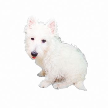 Wonderful puppy West Highlands Terrier isolated over white