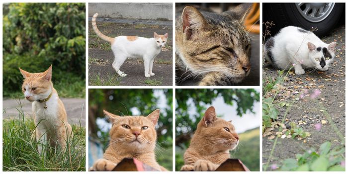 Collection of cat on the street in daytime.