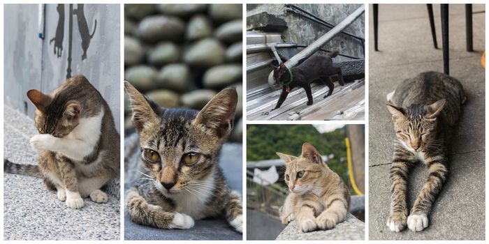 Collection of cat on the street in daytime.