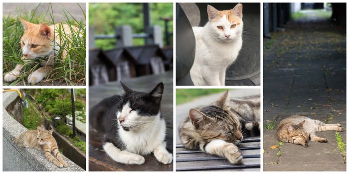 Collection of cat on the street in daytime.