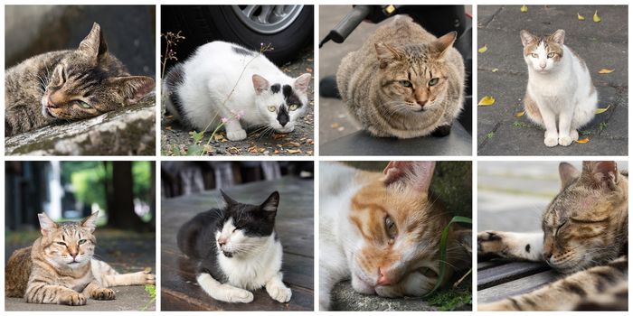 Collection of cat on the street in daytime.