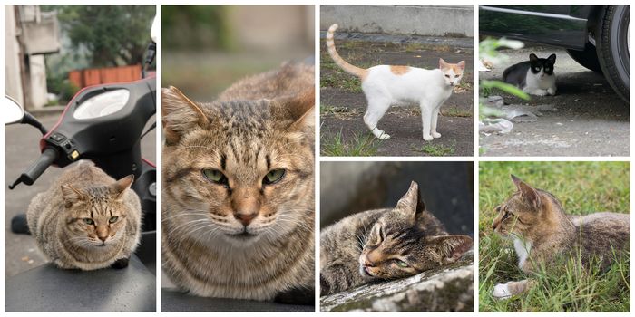 Collection of cat on the street in daytime.