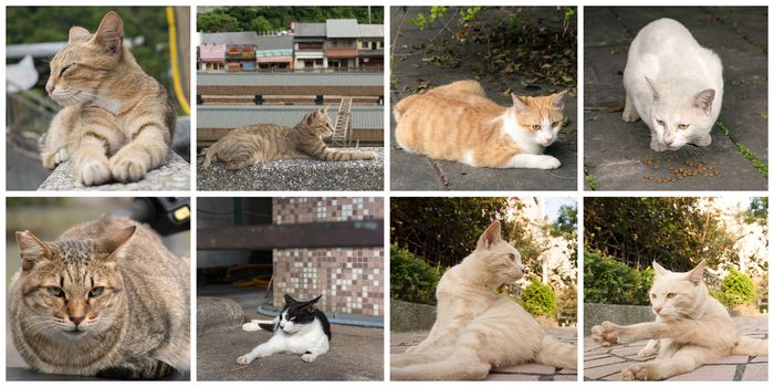 Collection of cat on the street in daytime.