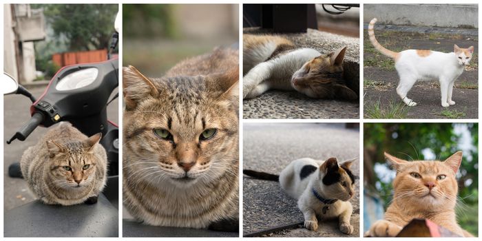 Collection of cat on the street in daytime.
