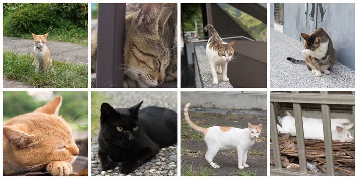 Collection of cat on the street in daytime.