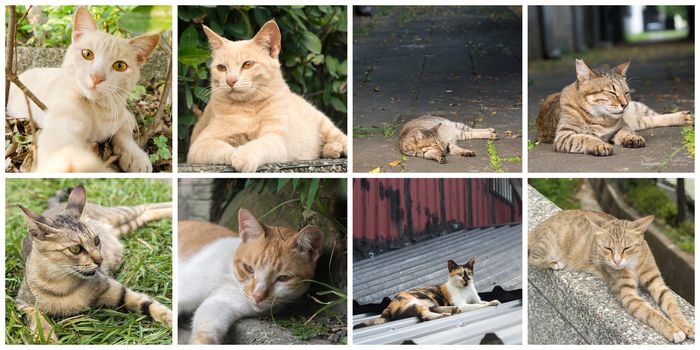 Collection of cat on the street in daytime.