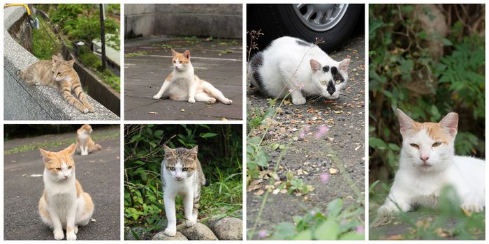 Collection of cat on the street in daytime.