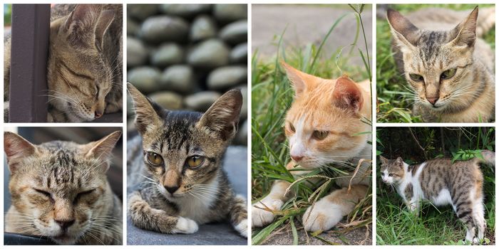 Collection of cat on the street in daytime.