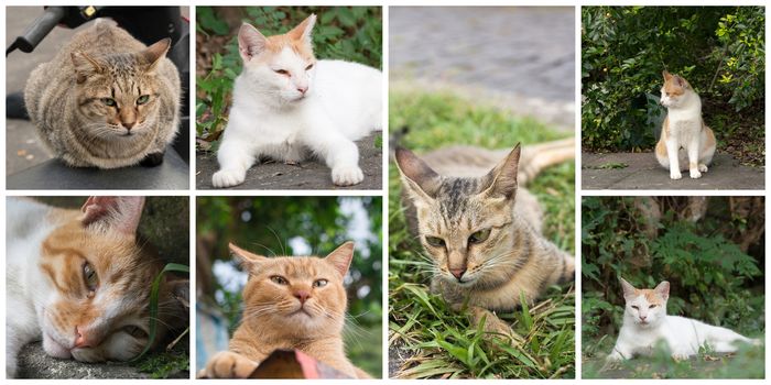 Collection of cat on the street in daytime.