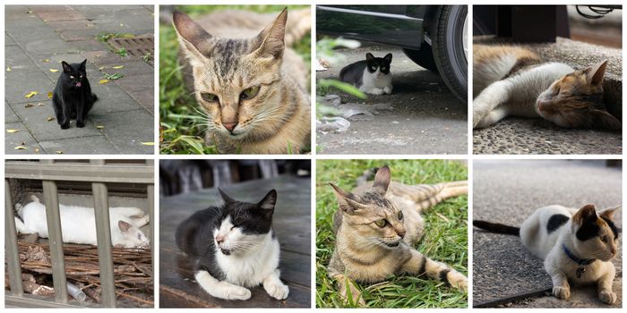 Collection of cat on the street in daytime.