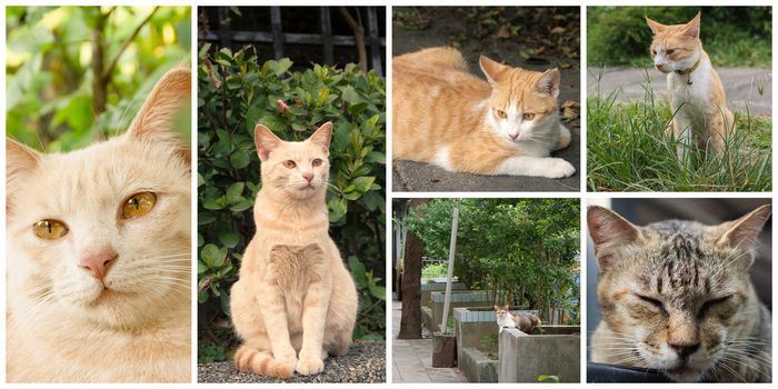 Collection of cat on the street in daytime.