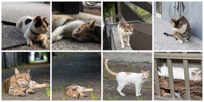 Collection of cat on the street in daytime.