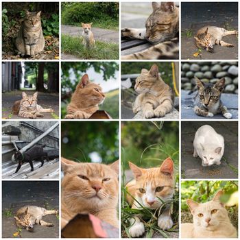 Stray tabby cat lay on ground in the street.