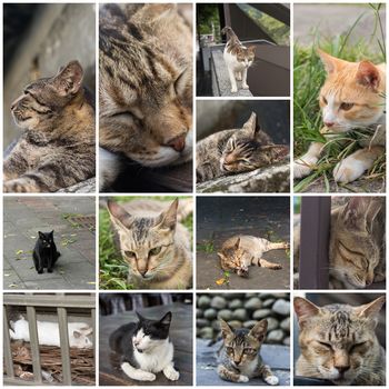 Stray cat in white color lay on the window and look at you