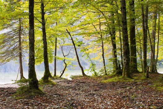 Bohinj lake in Slovenia -  trees on the lake bank, autumn landscape 