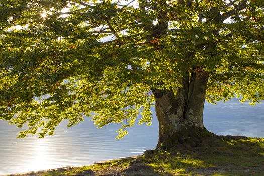 Old tree by the Bohinj lake, Slovenia
