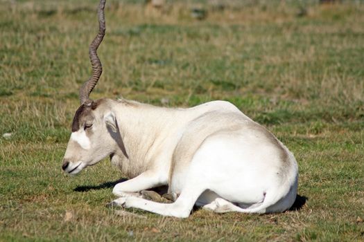 stunning addax