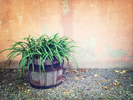 Green plant in wooden pot near an old wall. Garden decoration.