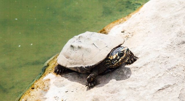 close up turtle on stone from pond location