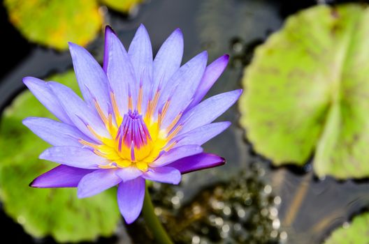 Lotus or Water Lily ( Nymphaea Nouchali ) Beautiful purple flower in Thailand