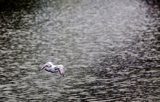 rock pegion fly on the water