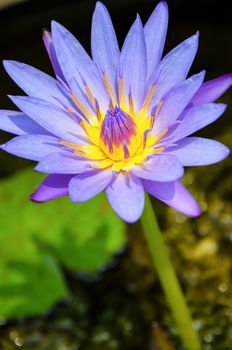 Lotus or Water Lily ( Nymphaea Nouchali ) Beautiful purple flower in Thailand