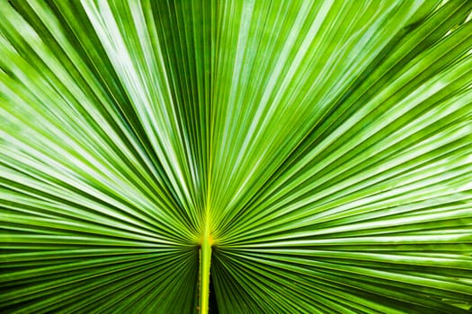 close up Texture of Green palm Leaf