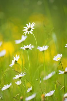 spring wild flowers in lush green garden - short depth of field